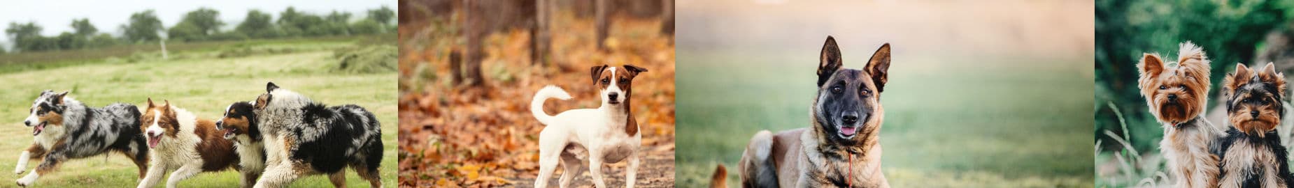Top 10 Longest Living Dog Breeds