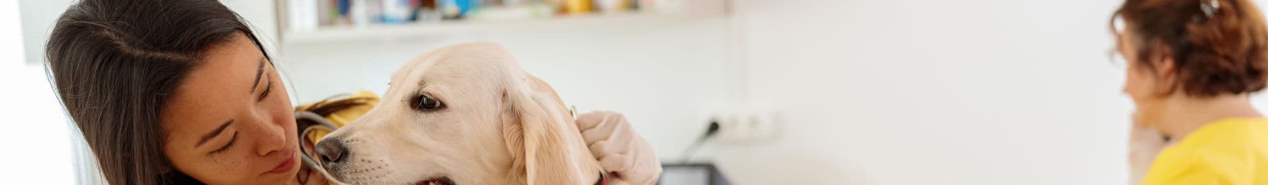 Top 10 Most Common Illnesses in Dogs