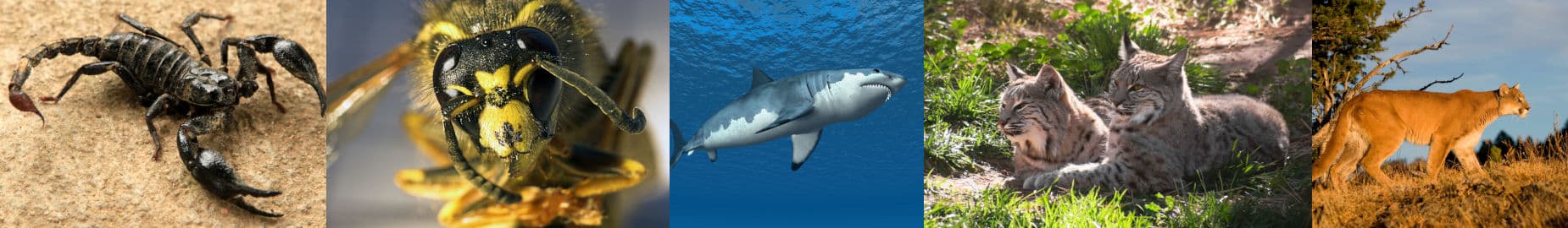 Top 10 Dangerous Animals in California