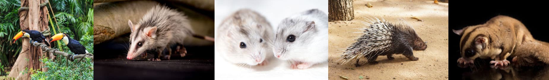 Top Ten Legal Exotic Animals in Oregon