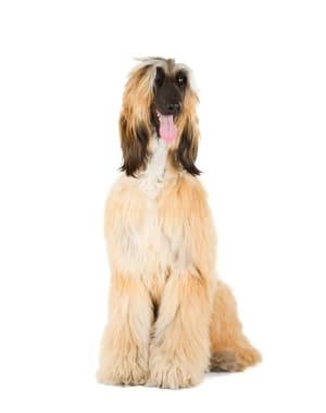 Afghan Hound