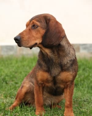 Alpine Dachsbracke