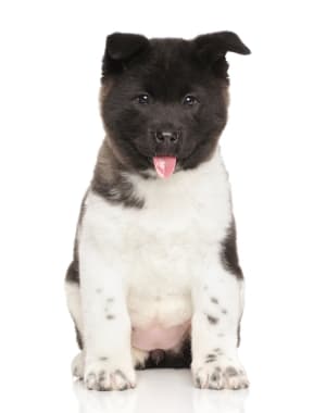 American Akita