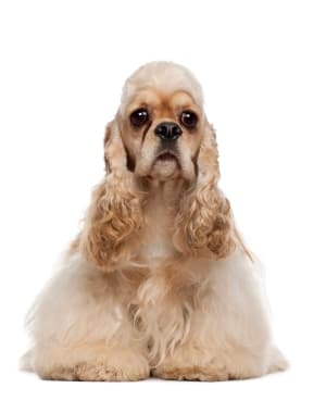 American Cocker Spaniel