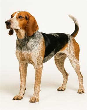 American English Coonhound