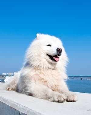 American Eskimo Dog