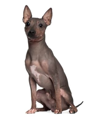 American Hairless Terrier