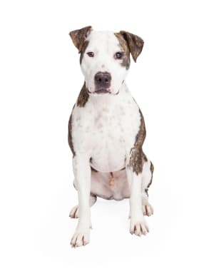 American Pit Bull Terrier