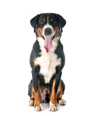 Appenzeller Sennenhund