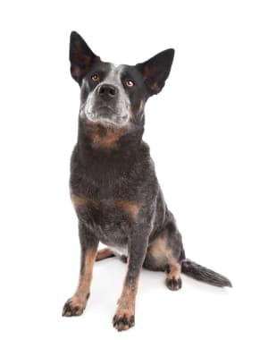 Australian Cattle Dog