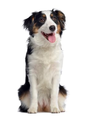Australian Shepherd