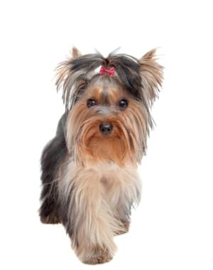 Australian Silky Terrier