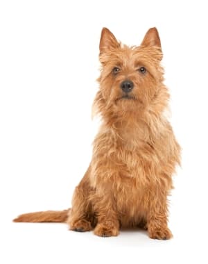 Australian Terrier
