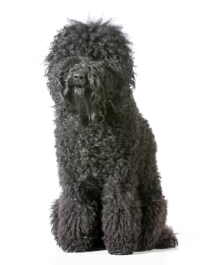 Barbet