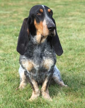 Basset Bleu de Gascogne
