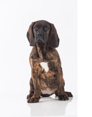 Bavarian Mountain Hound
