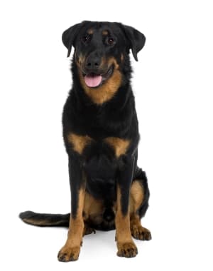Beauceron