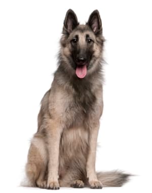 Belgian Shepherd (Tervuren)