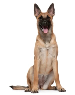 Belgian Shepherd Dog (Malinois)