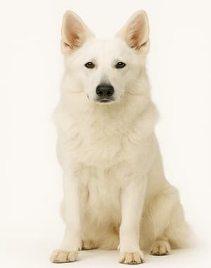 Berger Blanc Suisse
