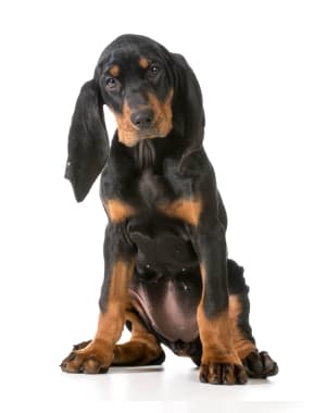 Black and Tan Coonhound