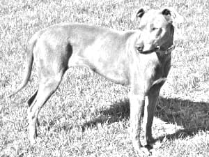 Blue Lacy