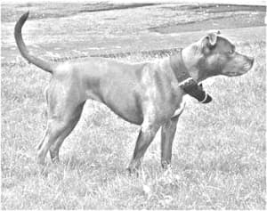 Blue Paul Terrier