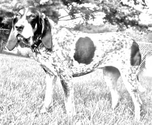 Bluetick Coonhound