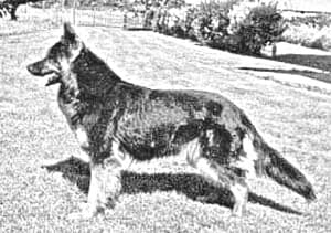 Bohemian Shepherd