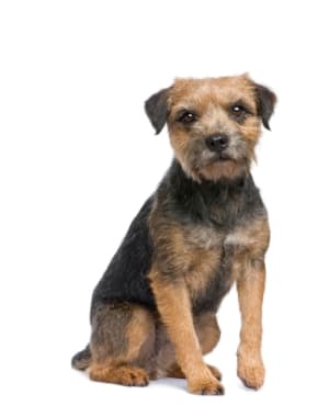 Border Terrier