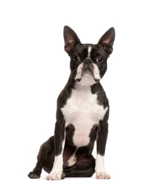 Boston Terrier