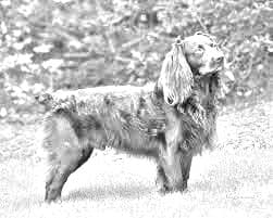 Boykin Spaniel