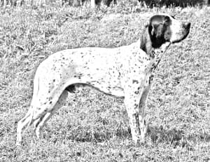 Braque d'Auvergne