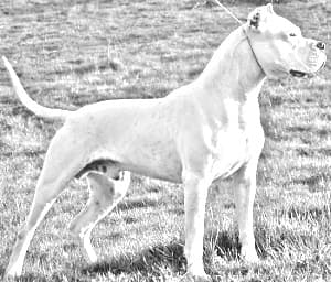 Brazilian Dogo