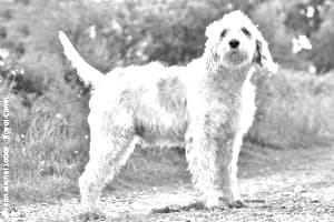 Briquet Griffon Vendeen
