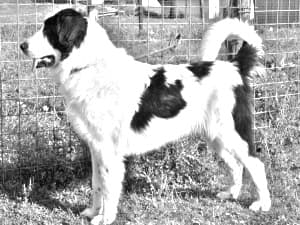 Bucovina Shepherd Dog