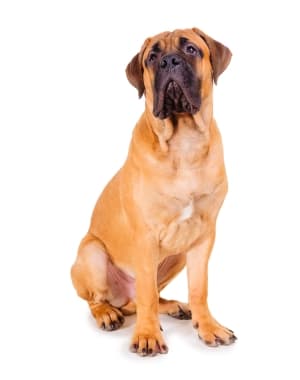 Bullmastiff