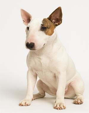 Bull Terrier (Miniature)