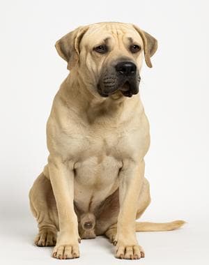 Bully Kutta