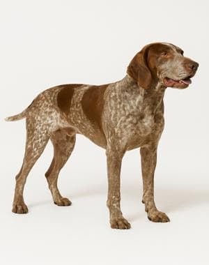 Burgos Pointer