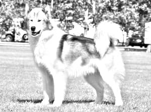 Canadian Eskimo Dog