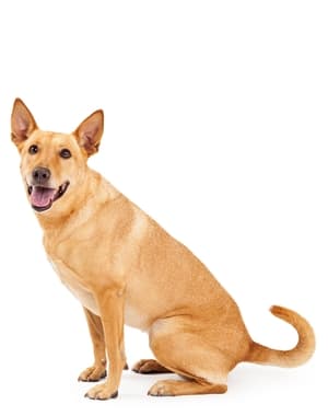 Carolina Dog