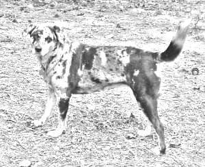 Catahoula Cur