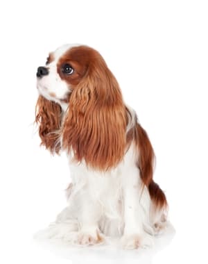 Cavalier King Charles Spaniel