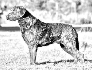 Chesapeake Bay Retriever