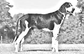 Chien Francais Blanc et Noir