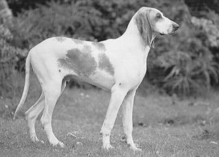 Chien Français Blanc et Orange