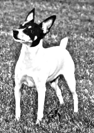 Chilean Fox Terrier