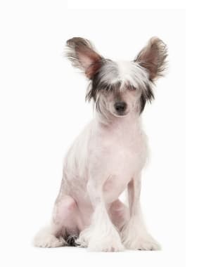 Chinese Crested Dog