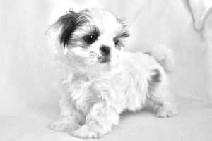 Chinese Imperial Dog
